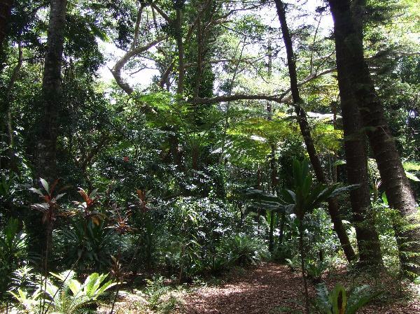 ニューカレドニア　イル･デ･パン島の植物