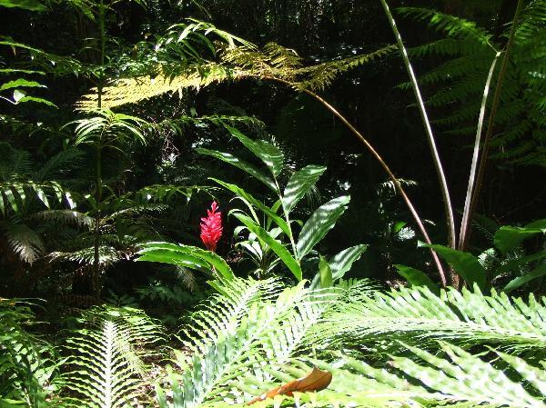 ニューカレドニア　イル･デ･パン島の植物