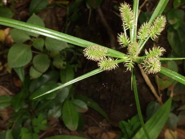 ニューカレドニア　イル･デ･パン島の植物