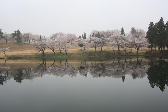 2014年春　桜