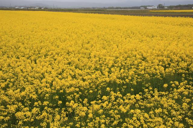 2014年春　菜の花