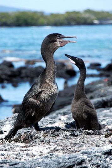 ガラパゴス諸島=Ⅱ