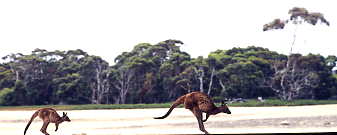 オーストラリア　カンガルー島