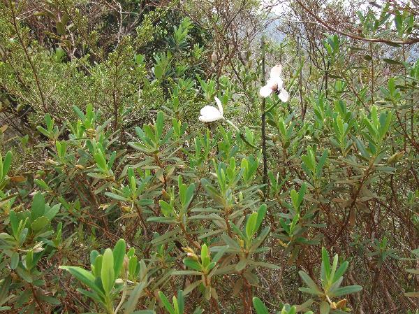 ニューカレドニア　イル･デ･パン島の植物