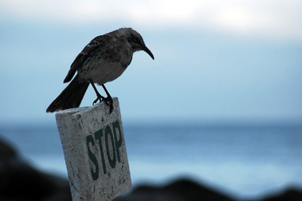 ガラパゴス諸島=Ⅱ