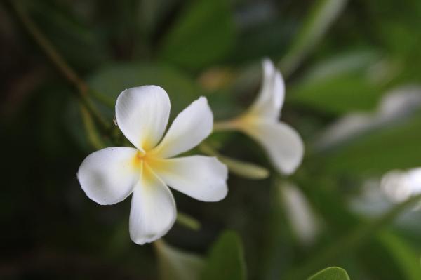 ニューカレドニア　イル･デ･パン島の花