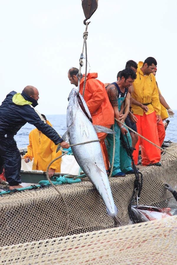 イタリア　サンピエトロ島　マグロ漁