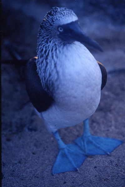 ガラパゴス諸島