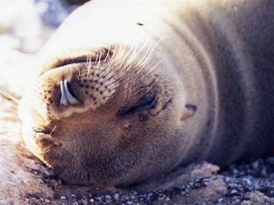 ガラパゴス諸島=Ⅱ