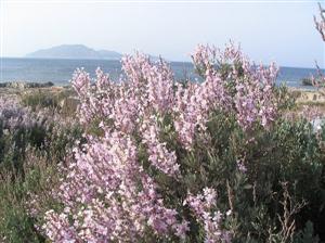 イタリア共和国　ファヴィニャーナ島