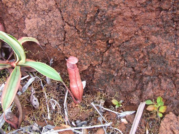 ニューカレドニア　イル･デ･パン島の植物