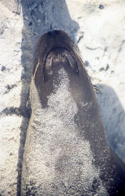 ガラパゴス諸島