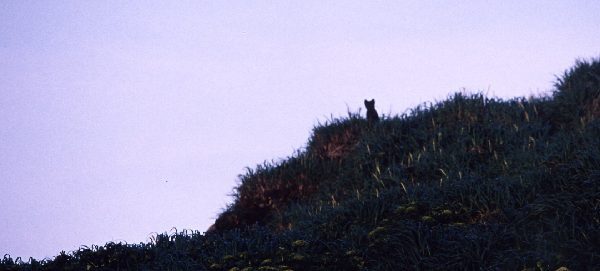 セントポール島