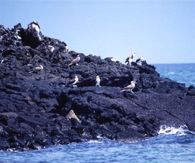 ガラパゴス諸島=Ⅱ