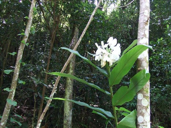 ニューカレドニア　イル･デ･パン島の花