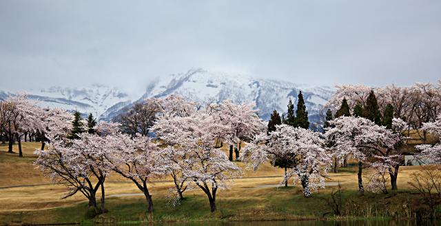 新潟県　妙高サンシャインゴルフクラブ 