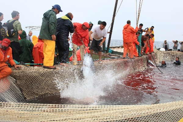 イタリア　サンピエトロ島　マグロ漁