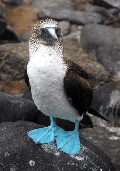 ガラパゴス諸島