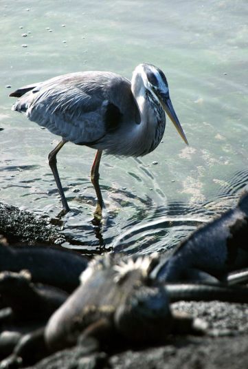 ガラパゴス諸島=Ⅱ