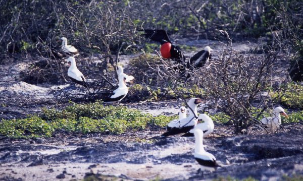 ガラパゴス諸島