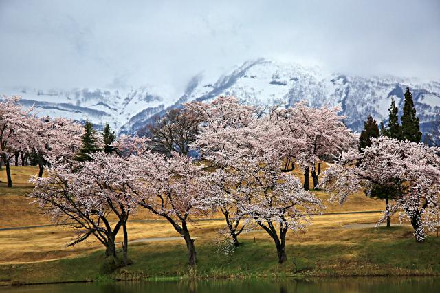 新潟県　妙高サンシャインゴルフクラブ 