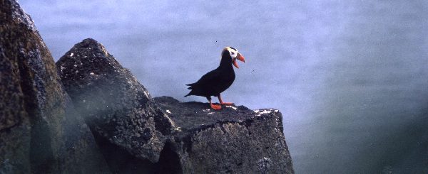 セントポール島