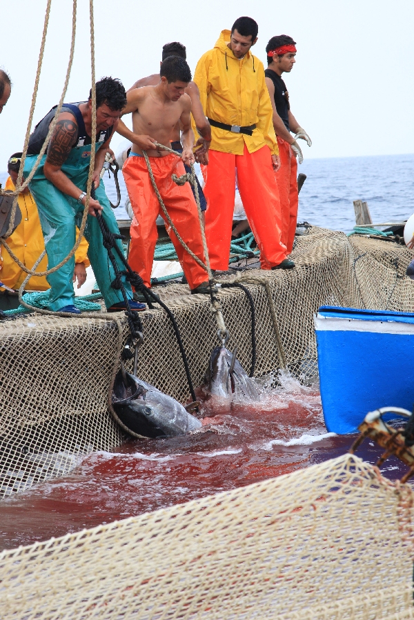 イタリア　サンピエトロ島　マグロ漁