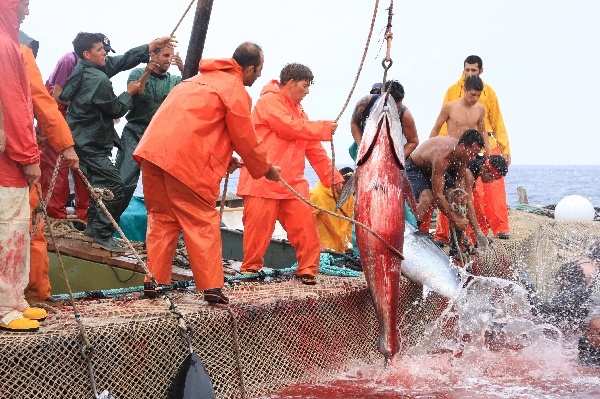 イタリア　サンピエトロ島　マグロ漁