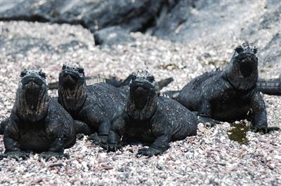 ガラパゴス諸島