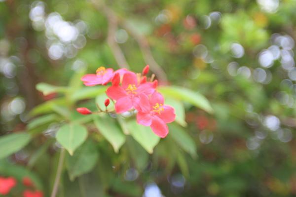 ニューカレドニア　イル･デ･パン島の花