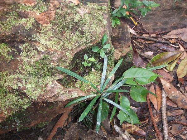 ニューカレドニア　イル･デ･パン島の植物