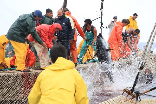 イタリア　サンピエトロ島　マグロ漁