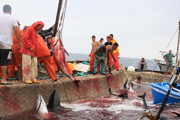 イタリア　サンピエトロ島　マグロ漁