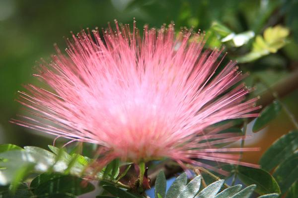 ニューカレドニア　イル･デ･パン島の植物