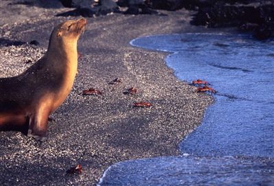 ガラパゴス諸島=Ⅱ