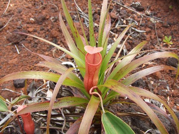 ニューカレドニア　イル･デ･パン島の植物