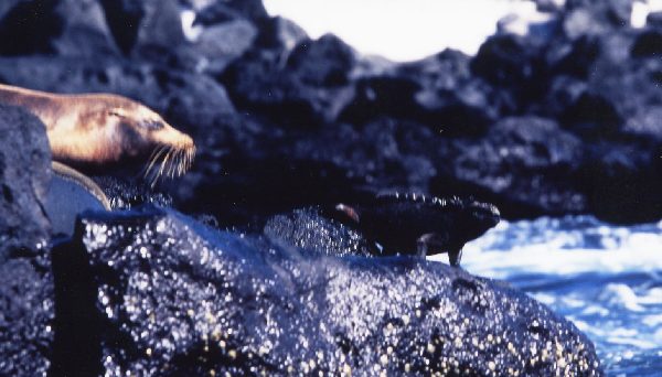 ガラパゴス諸島=Ⅱ