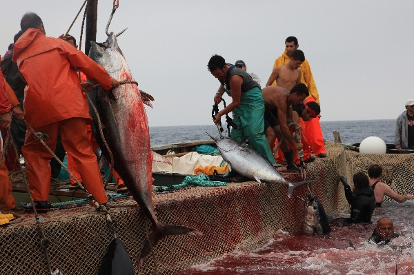 イタリア　サンピエトロ島　マグロ漁