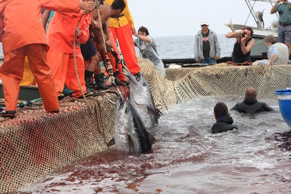 イタリア　サンピエトロ島　マグロ漁