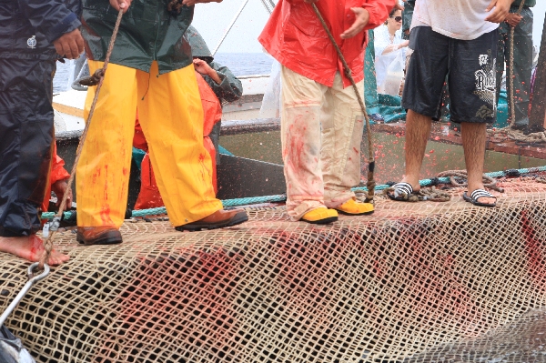 イタリア　サンピエトロ島　マグロ漁