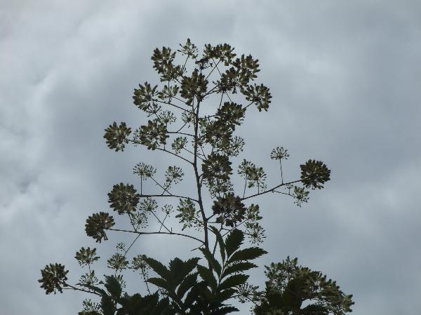 ニューカレドニア　イル･デ･パン島の植物