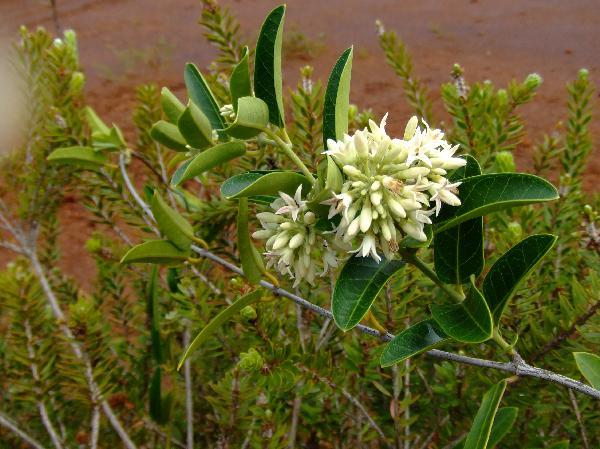 ニューカレドニア　イル･デ･パン島の植物