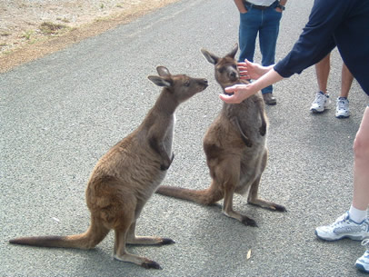 オーストラリア　カンガルー島