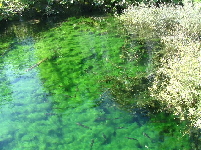 クロアチア共和国　コルチェラ島