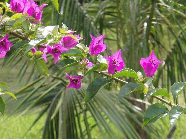 ニューカレドニア　イル･デ･パン島の花