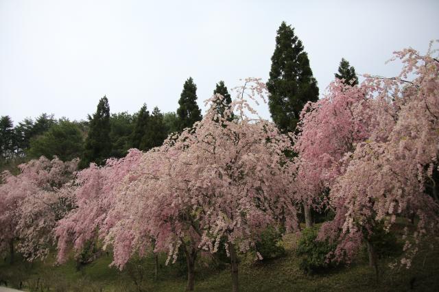 2014年春　桜