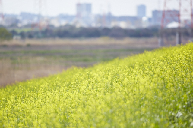 菜の花