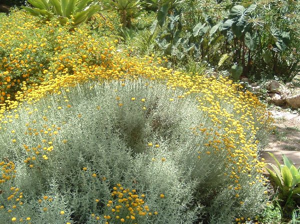 イタリア共和国　ファヴィニャーナ島の花