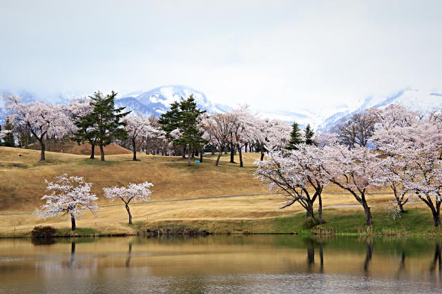 新潟県　妙高サンシャインゴルフクラブ 