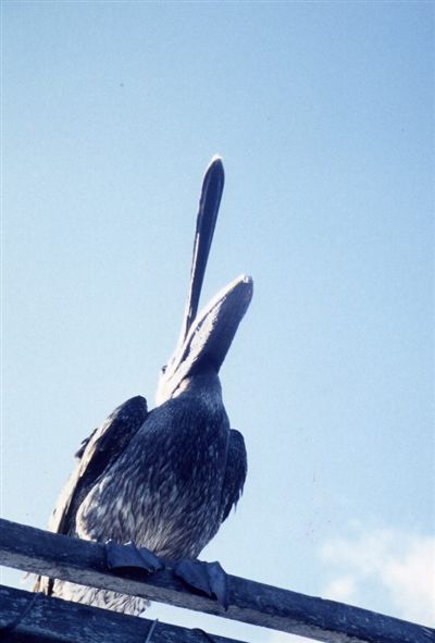 ガラパゴス諸島